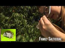 Insect Adventure, Part 2 Instructional Video