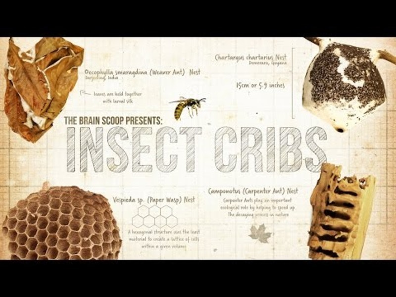 Insect Cribs Instructional Video