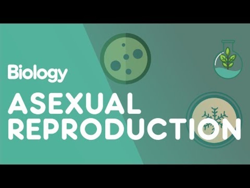What Is Asexual Reproduction? Instructional Video