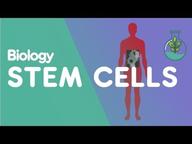 What Are Stem Cells? Instructional Video
