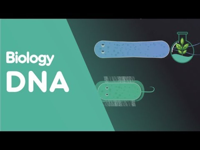 What is DNA? Instructional Video