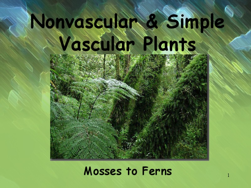 Nonvascular and Simple Vascular Plants: Mosses to Ferns PPT