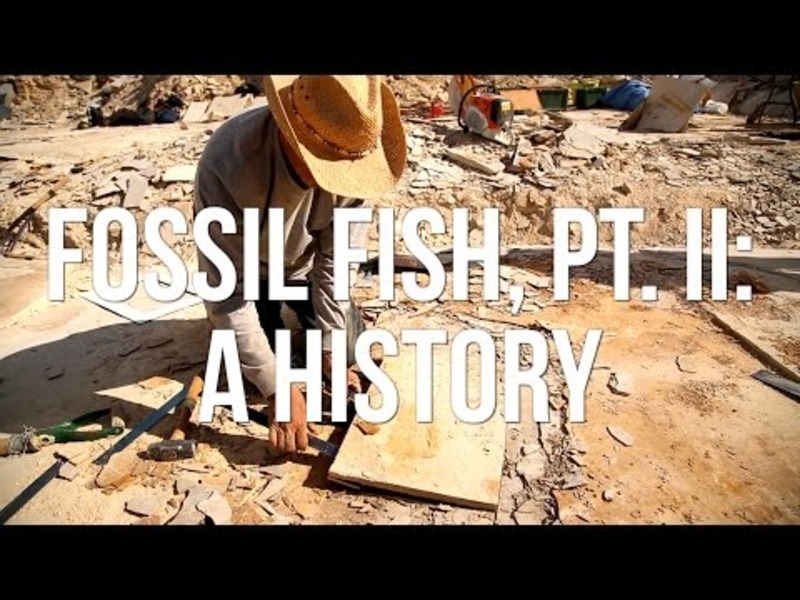 Fossil Fish, Pt. II: A History Instructional Video