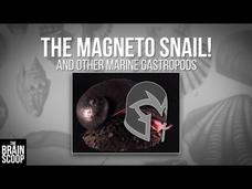 The Magneto Snail! (And Other Marine Gastropods) Instructional Video