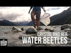 Crystal and Her Water Beetles Instructional Video