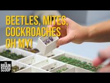 Beetles, Mites, Cockroaches Oh My!—Insect Collection Tour Instructional Video