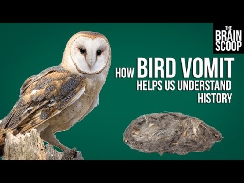 How Bird Vomit Helps Us Understand History Instructional Video