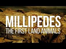 Millipedes: The First Land Animals Instructional Video