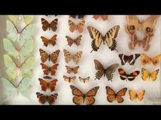 Moths vs Butterflies Instructional Video