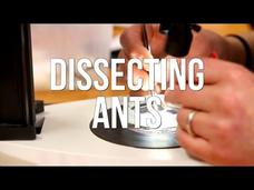 Dissecting Ants Instructional Video