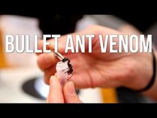 Bullet Ant Venom Instructional Video