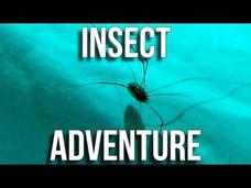 Insect Adventure, Part 1 Instructional Video