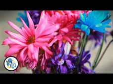 How to Make Flowers Last Longer Instructional Video