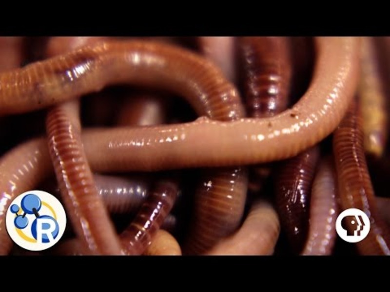 How Worms Turn Garbage into Compost Instructional Video
