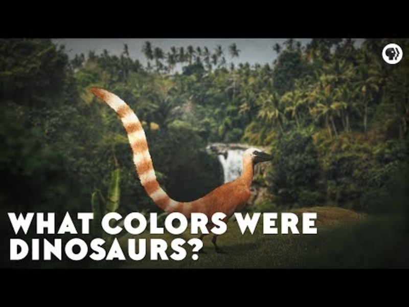 What Colors Were Dinosaurs? Instructional Video