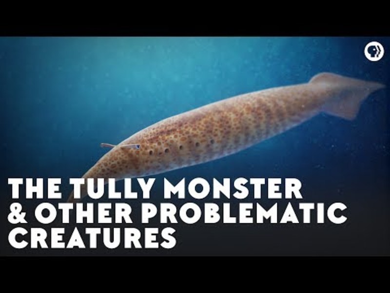 The Tully Monster and Other Problematic Creatures Instructional Video
