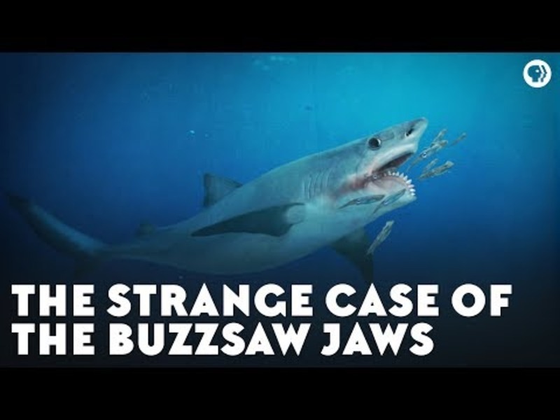 The Strange Case of the Buzzsaw Jaws Instructional Video