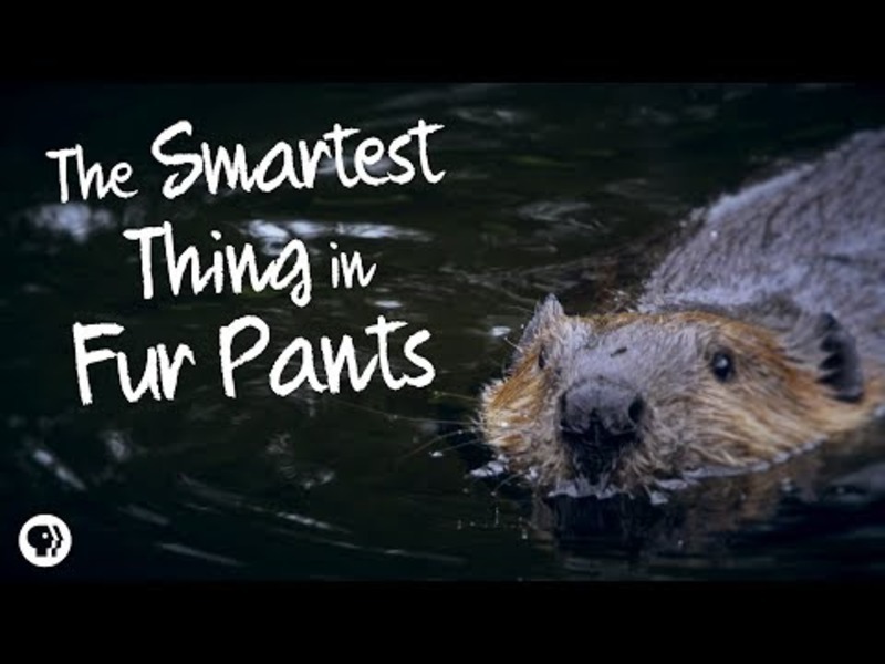 Beavers: The Smartest Thing in Fur Pants Instructional Video