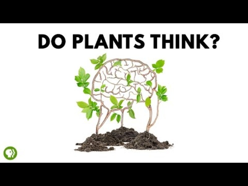 Do Plants Think? Instructional Video