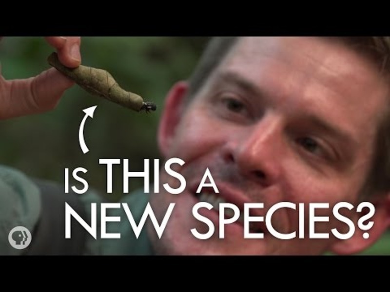 Is This A New Species?! Instructional Video