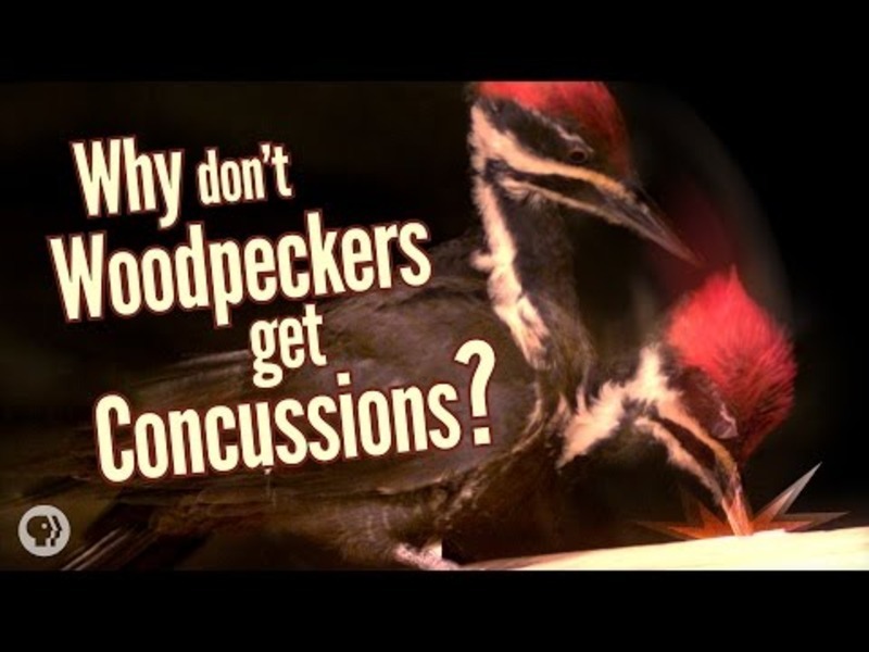 Why Don’t Woodpeckers Get Concussions? Instructional Video