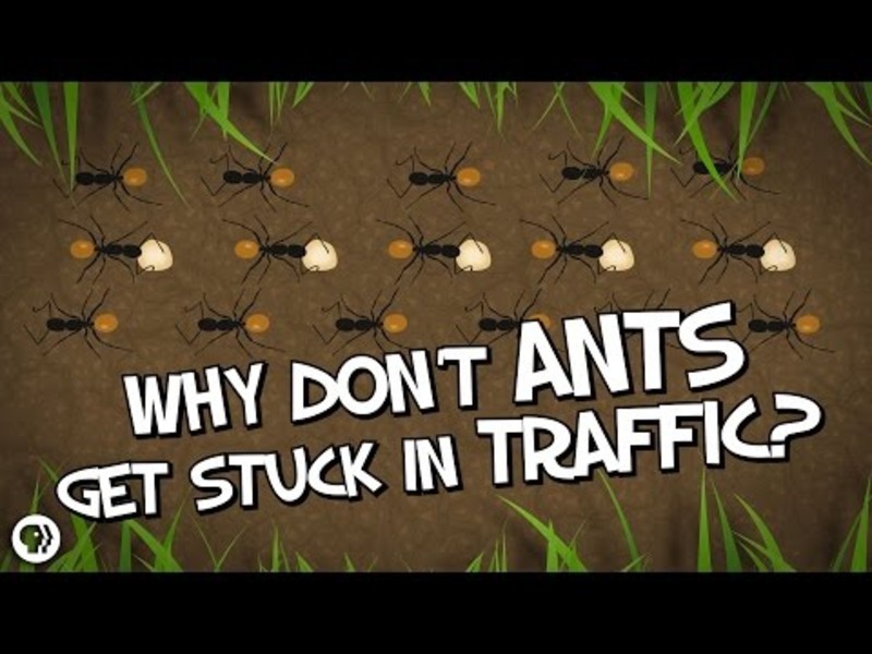 Why Don't Ants Get Stuck In Traffic? Instructional Video