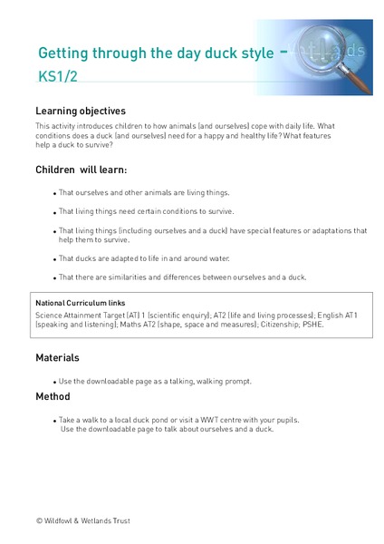 Getting through the day duck style Lesson Plan