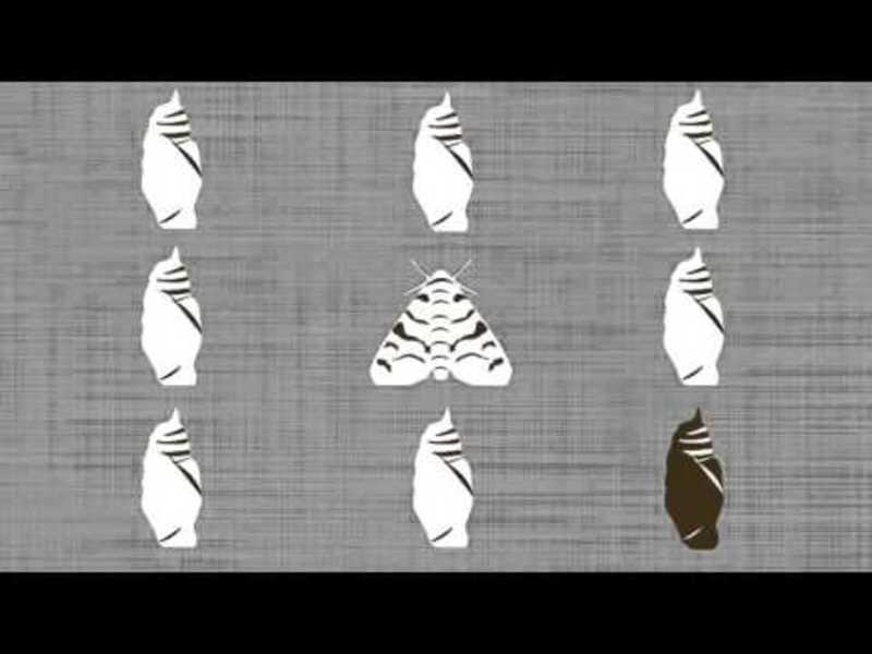 An Introduction to Charles Darwin’s On The Origin Of Species Instructional Video