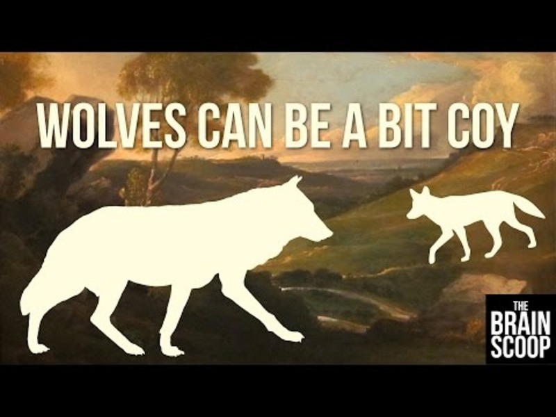 Wolves Can Be a Bit Coy Instructional Video