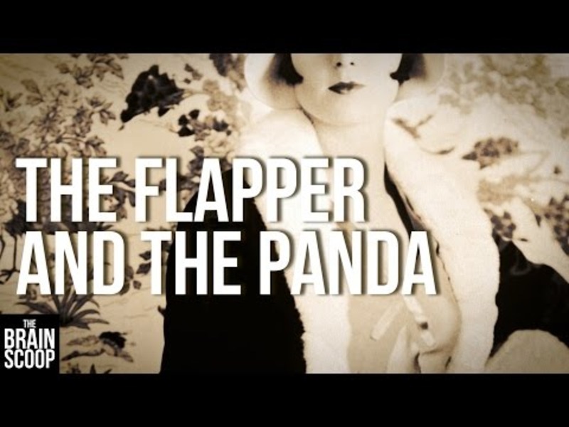The Flapper and the Panda Instructional Video