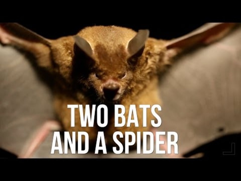 Two Bats and a Spider Instructional Video