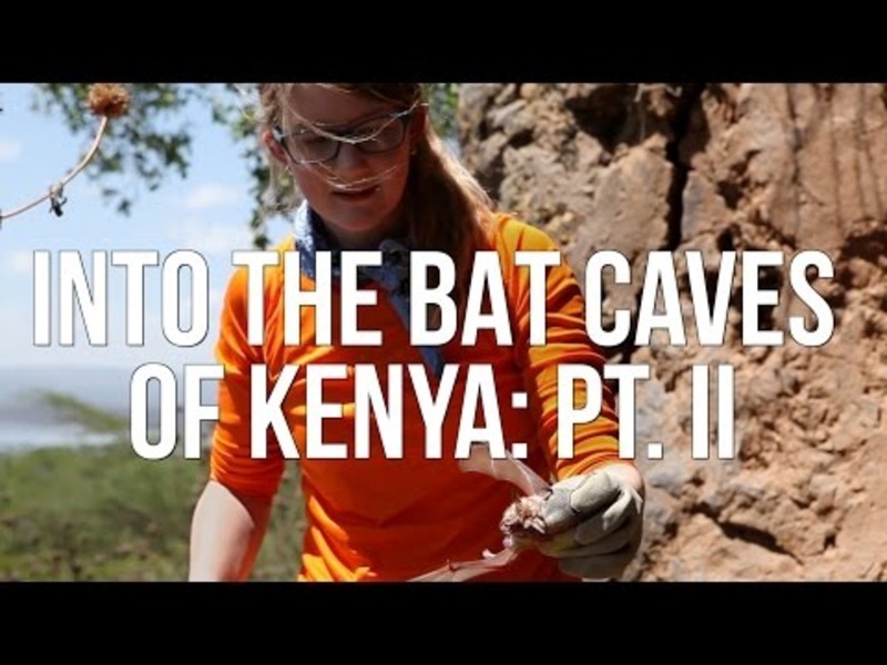 Into the Bat Caves of Kenya: Part 2 Instructional Video