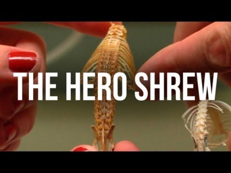 The Hero Shrew Instructional Video