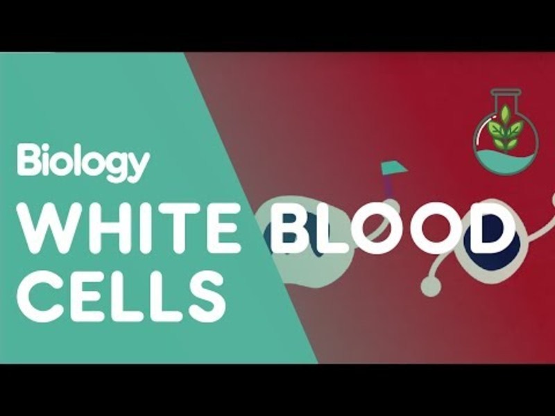 What Are White Blood Cells? Instructional Video