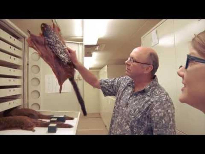 Chicago Adventure, Part Four: Rodents of Unusual Size (And Other Mammals, Too) Instructional Video