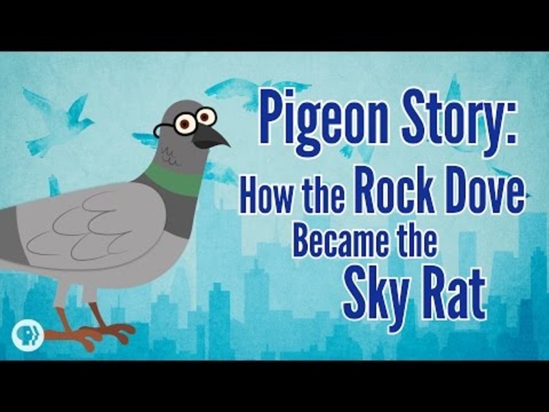 Pigeon Story: How the Rock Dove Became the Sky Rat Instructional Video