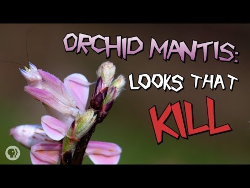 Orchid Mantis: Looks That Kill Instructional Video