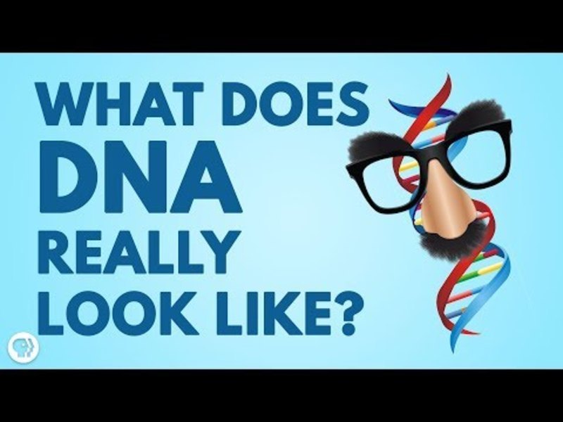 DNA Doesn’t Look Like What You Think! Instructional Video