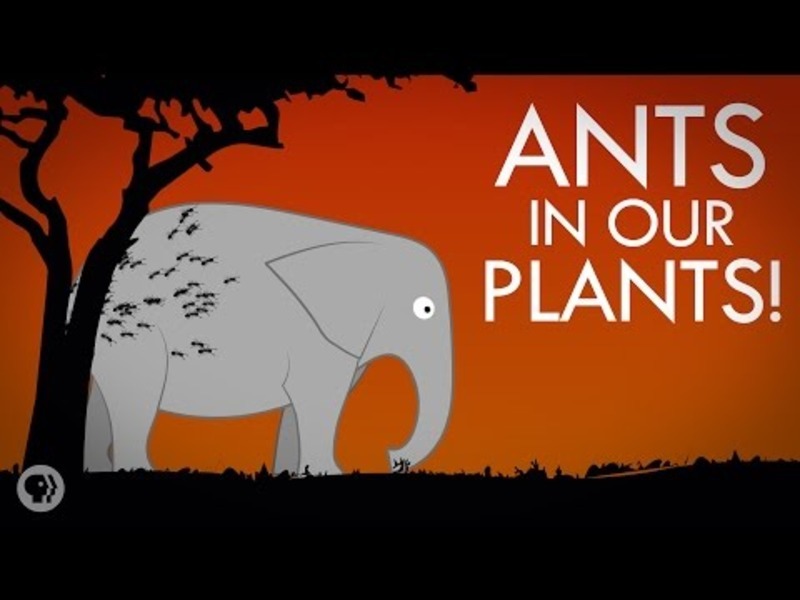 We've Got Ants in Our Plants! Instructional Video