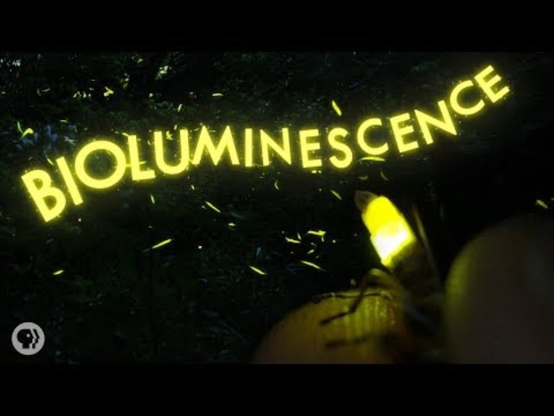 Nature's Living Fireworks! Instructional Video