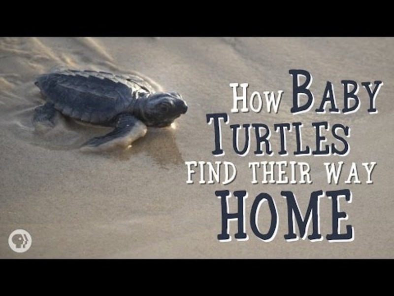 How Baby Sea Turtles Find Their Way Home Instructional Video