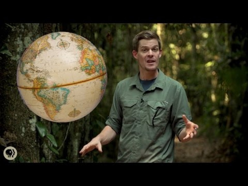 Why Do More Species Live Near the Equator? Instructional Video