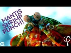 Mantis Shrimp Punch at 40,000 fps! - Cavitation Physics Instructional Video