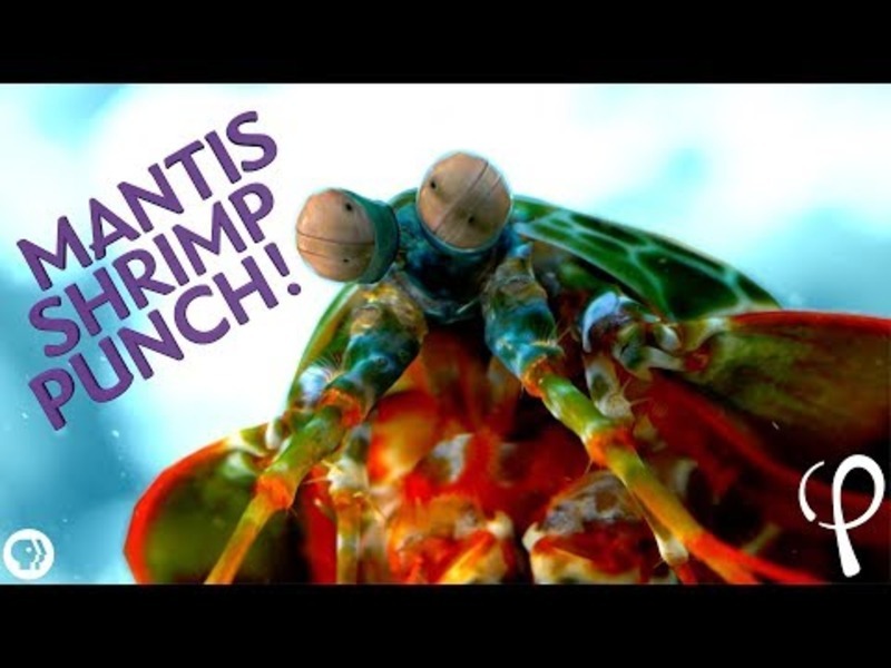Mantis Shrimp Punch at 40,000 fps! - Cavitation Physics Instructional Video