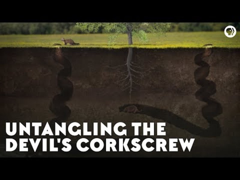 Untangling the Devil's Corkscrew Instructional Video
