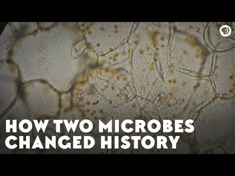 How Two Microbes Changed History Instructional Video