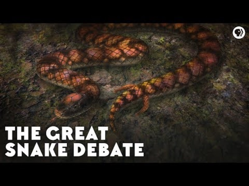 The Great Snake Debate Instructional Video