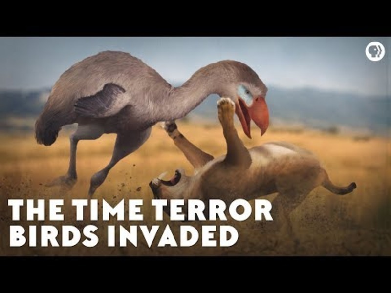 The Time Terror Birds Invaded Instructional Video