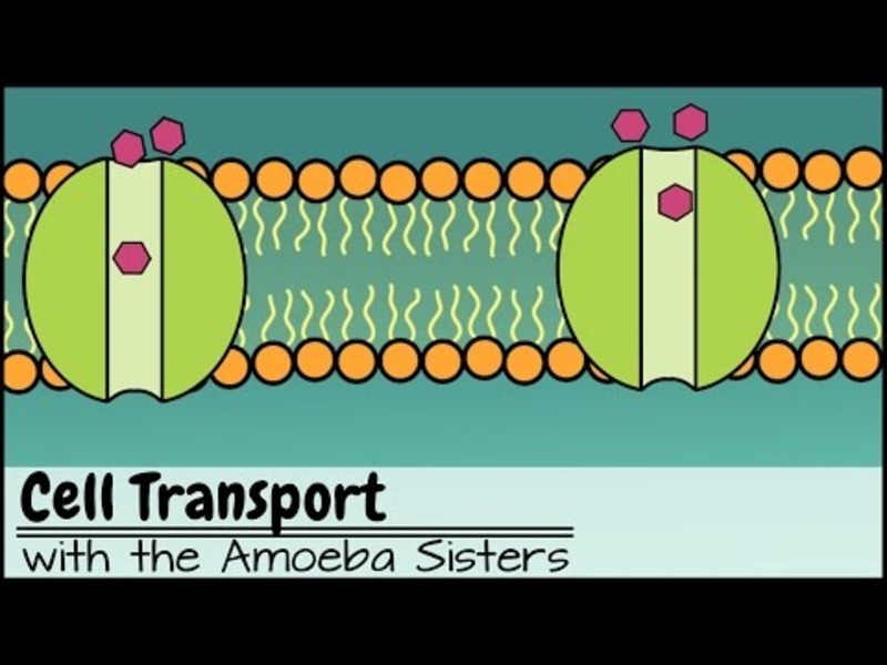 Cell Membranes and Cell Transport Instructional Video