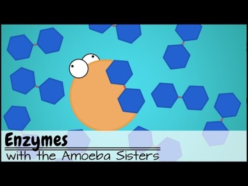 Enzymes (Updated) Instructional Video